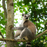 A visit to Knuthenborg Safari Park , an easy day trip from Copenhagen for toddlers, children and animal lovers of all kinds.