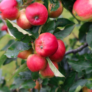 A day trip from Copenhagen to pick some of Denmark's best apples and pears at the Frydenlunds Frugtplantage outside of Vedbaek.